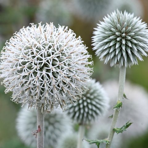 Echinops bannaticus Star Frost - Globe thistle with silvery white flowers.