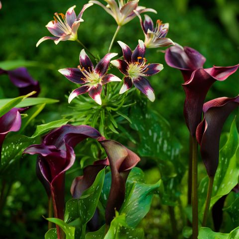 Purple Lilies and Arum Bulb Collection - Lilium Netty's pride ...