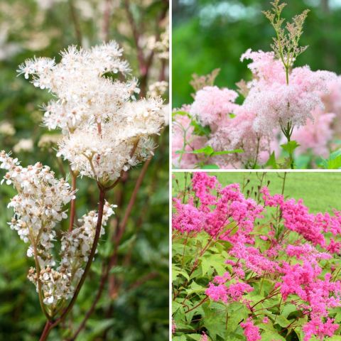 Collection of 3 meadowsweet with pink and white flowers - Filipendula ...