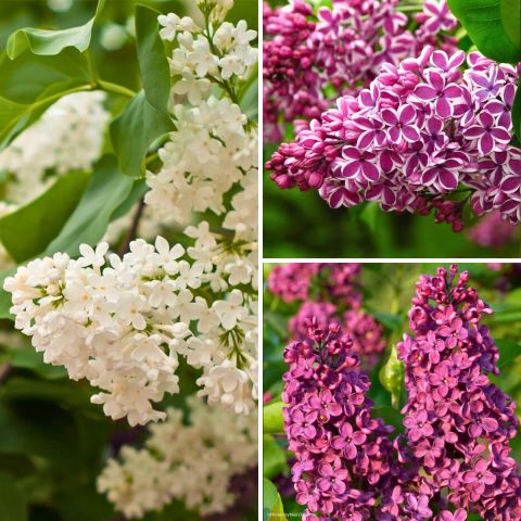 Collection of Single-flowered Lilacs - Syringa vulgaris Comtesse D ...