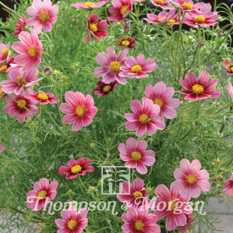 Cosmos Antiquity Seeds - Cosmos bipinnatus