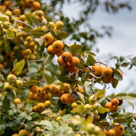 Crataegus mexicana - Mexican hawthorn or Manzanilla - With edible ...