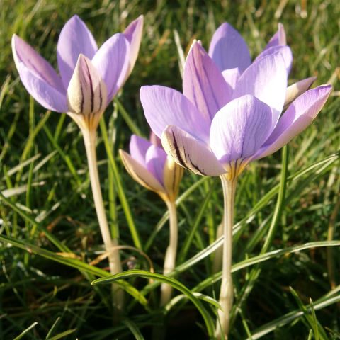 Crocus imperati De Jager – Early-flowering bulb with delicate pastel ...