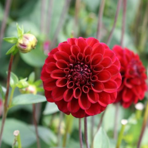 Mini-ball dahlias, beautiful dark red pompoms, for flowerbeds and bouquets.