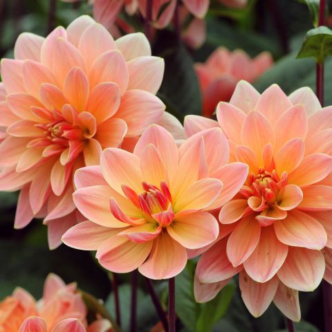 Decorative Dahlia Yvonne - Decorative group, with camellia-like flowers.