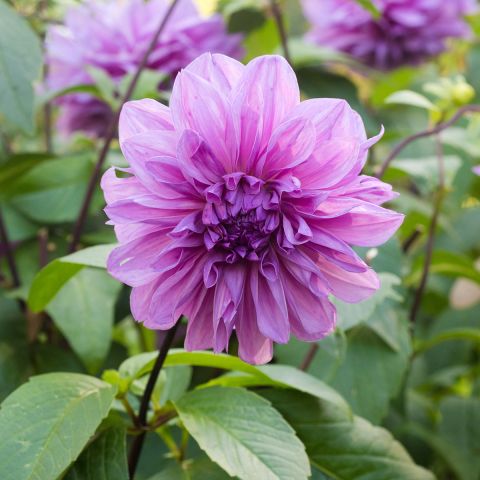 Dahlia Lilac Time - Decorative variety with enormous pink-lilac double ...