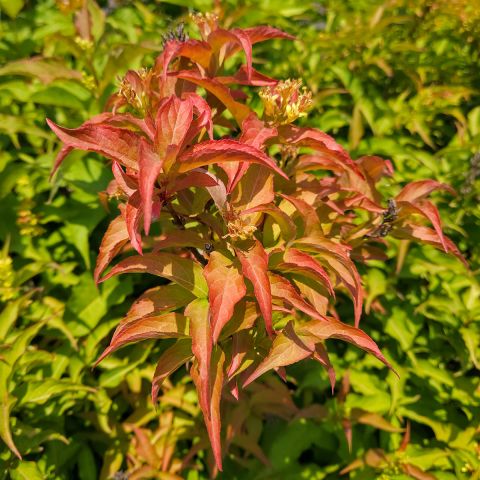 Diervilla Kodiak Orange - Diervilla producing orange foliage in spring ...