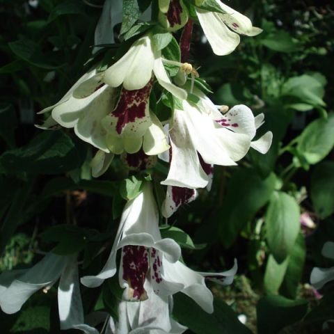 Digitalis purpurea Pam's Split - Foxglove, cream and purple with cut petals