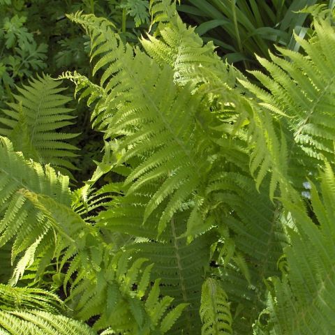 Dryopteris filix-mas 'Crispa Cristata' - A male fern with frizzled fronds