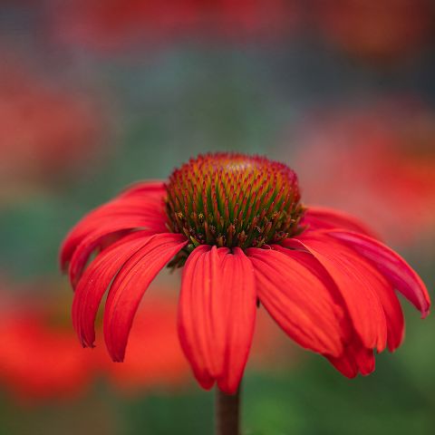 Echinacea Kismet Orange Intense - Compact coneflower with large orange ...