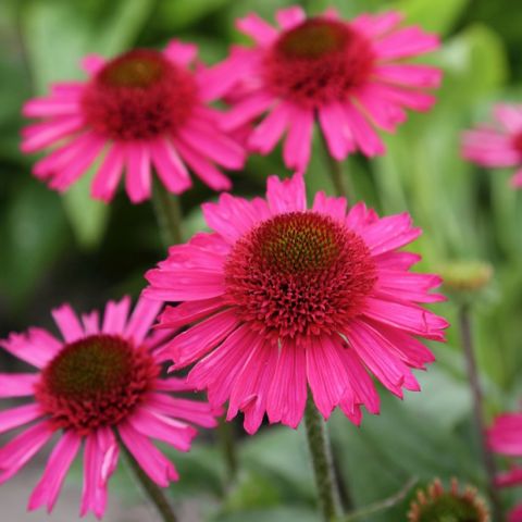 Echinacea purpurea 'Delicious Candy' - A floriferous variety with ...