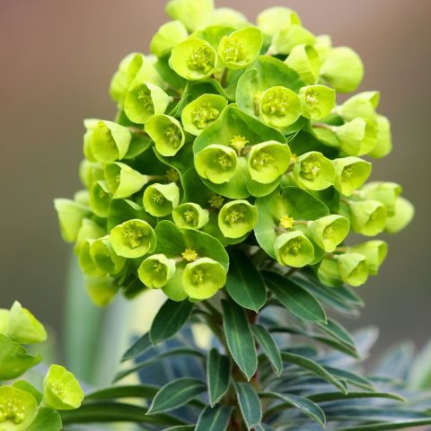 Euphorbia Redwing 'Charam' - Compact, evergreen, coloured euphorbia.