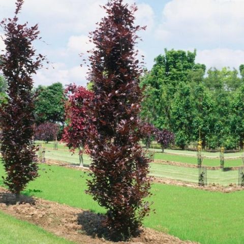 Fagus sylvatica Dawyck Purple - Common beech with a columnar habit and ...