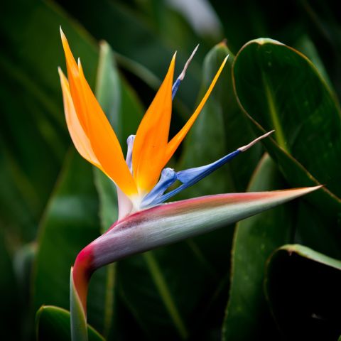 Strelitzia reginae Humilis - Strelitzia - Dwarf perennial exotic plant ...