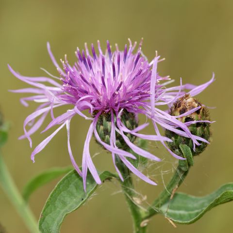 Centaurea cyanus Classic Romantic Mixture of cornflowers - Bachelor's ...