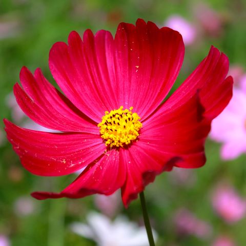 Seeds of Cosmos Sensation Dazzler - Cosmos bipinnatus with large, deep ...