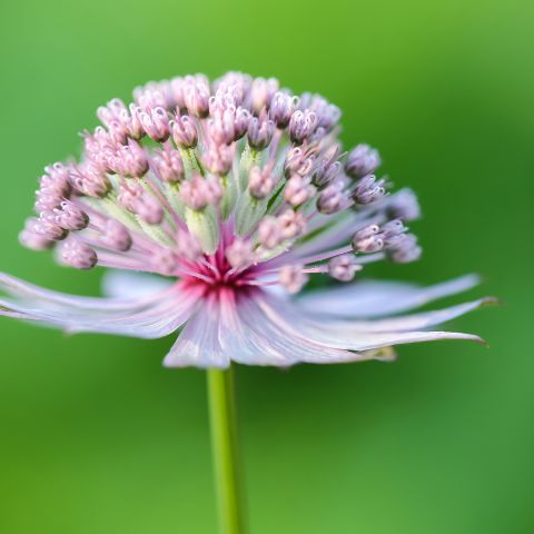 Seeds of Greater Masterwort - Astrantia major