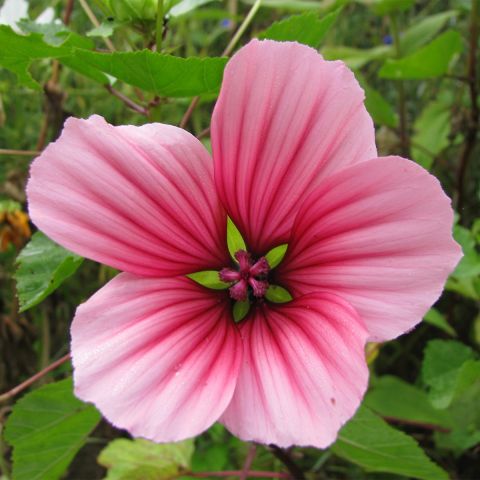 Annual Mallow Mix - Malope trifida Glacier Fruits - A bushy annual with ...