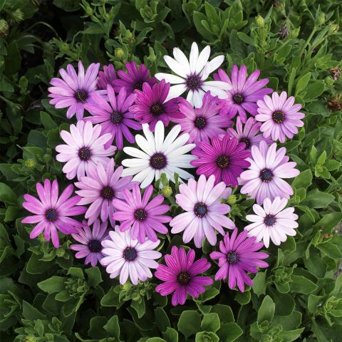 Osteospermum x hybrida Passion Mixed - Cape Daisy - A medley of purple ...