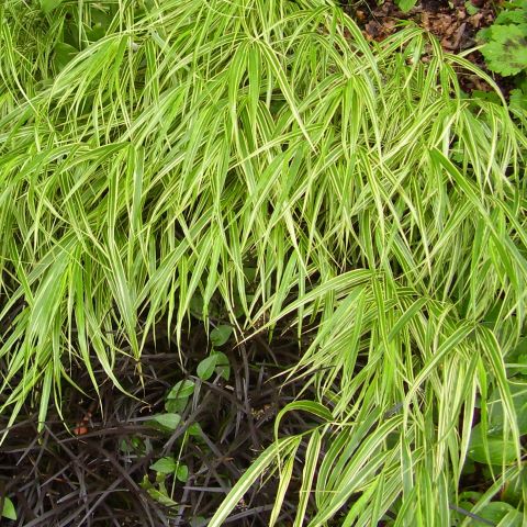 Hakonechloa macra Albostriata - Japanese forest grass - Perennial grass ...