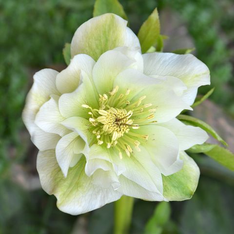 Helleborus x hybridus 'Mrs Betty Ranicar', with double flowers of pure ...