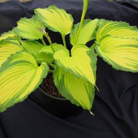 Hosta Amalia - A vigorous variety with variegated foliage in yellow, a ...