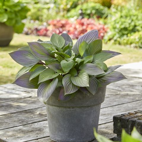 Hosta 'First Blush' - A medium variety with green leaves tinged with ...