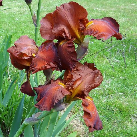 Iris germanica Dutch Chocolate - brown-red Bearded Iris, well uniform