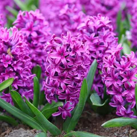 Violet 'Miss Saigon' hyacinth prepared for forcing indoors during winter