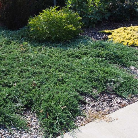 Juniperus horizontalis 'Wiltonii' - Creeping juniper, ground cover ...