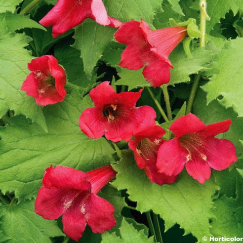 Lophospermum Wine Red is an annual climbing plant with quick-growing ...