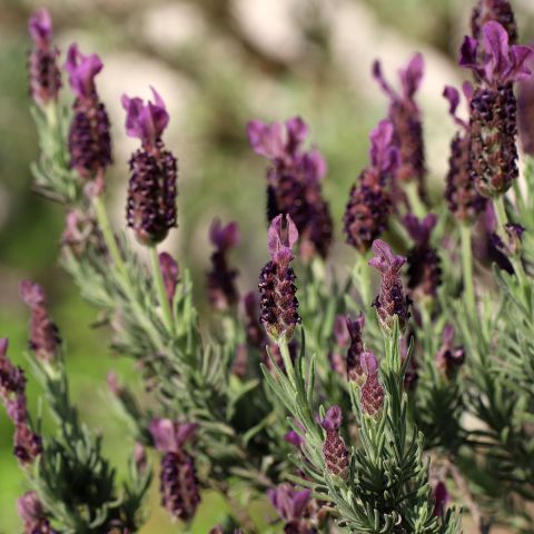 Lavandula stoechas Bandera Deep Purple - Compact butterfly lavender ...