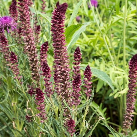 Lysimachia atropurpurea Beaujolais - Purple-leaved and flowered ...