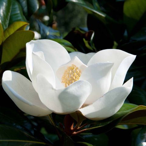 Magnolia grandiflora D.d. Blanchard - Evergreen magnolia with large ...