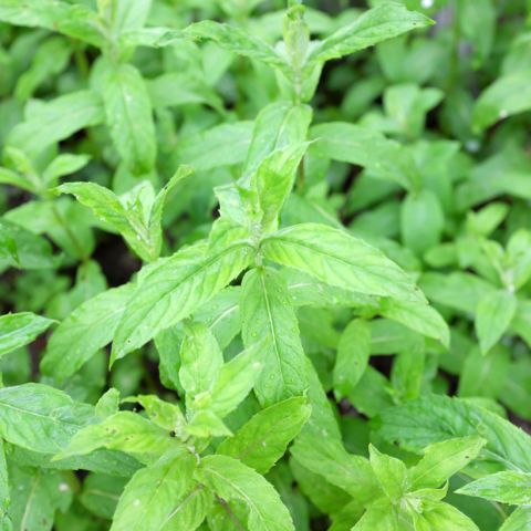 Mentha asiatica - Asian Mint - Aromatic young plant.