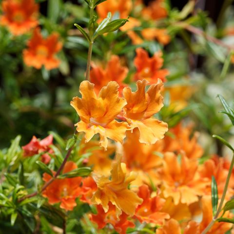 Mimulus aurantiacus Mai Tai Orange - Monkeyflower - Perennial shrub ...