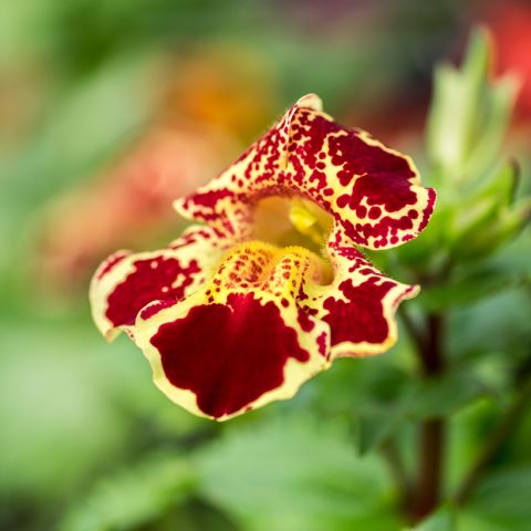 Mimulus luteus - a hardy carpeting perennial with yellow flowers