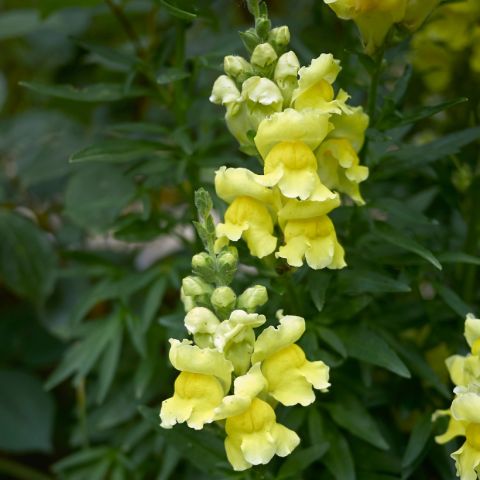 Antirrhinum Dazzling Lips Lemon - Large-flowered, scented snapdragon.