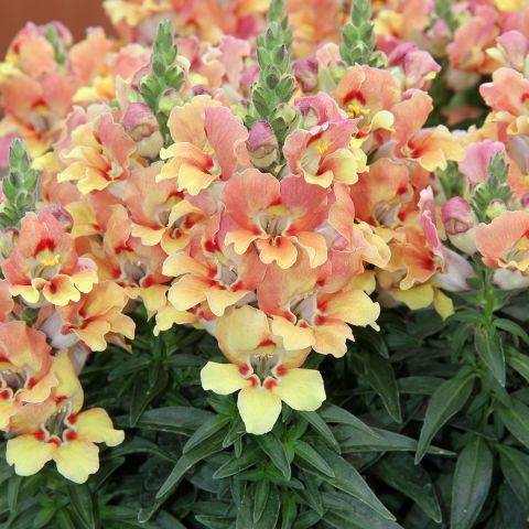 Antirrhinum majus Dazzling Lips 'Yellow Eye' - Large-flowered ...