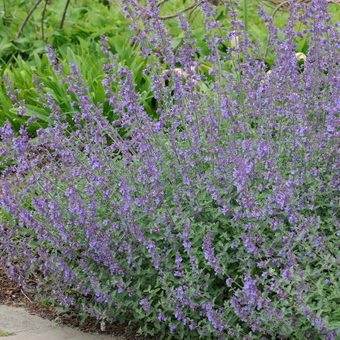 Nepeta grandiflora Summer Magic - Giant catmint, very floriferous and ...