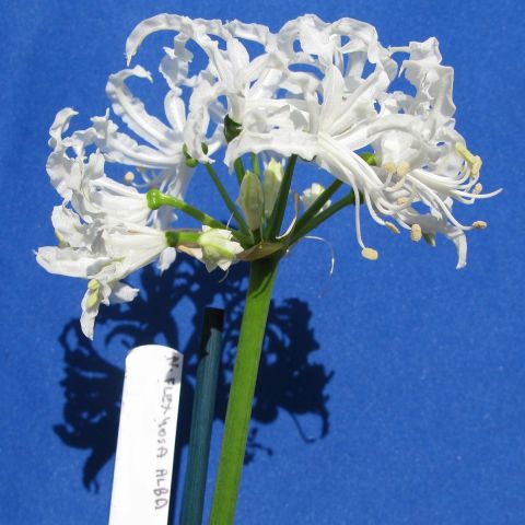 Nerine Blanche, White