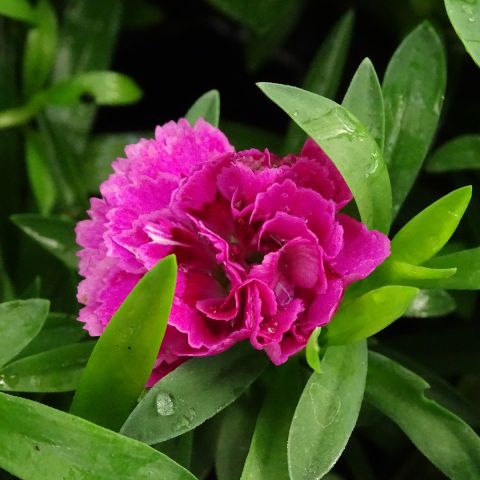 Dianthus Sunflor Sinclair - Compact perennial with a double eye and ...