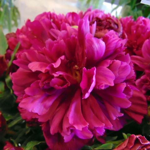 Paeonia lactiflora Inspecteur Lavergne - Chinese peony with large, very ...