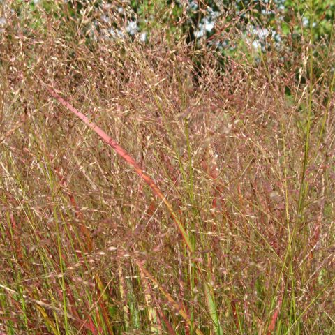 Panicum virgatum Hänse Herms - Perennial grass turning purplish-red in ...