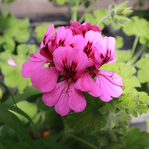 Pelargonium 'Purple Unique' - Fragrant geranium with strawberry-scented ...