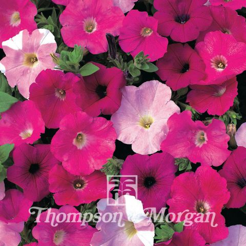 Petunia 'Waves Mixed Hybrid F1'