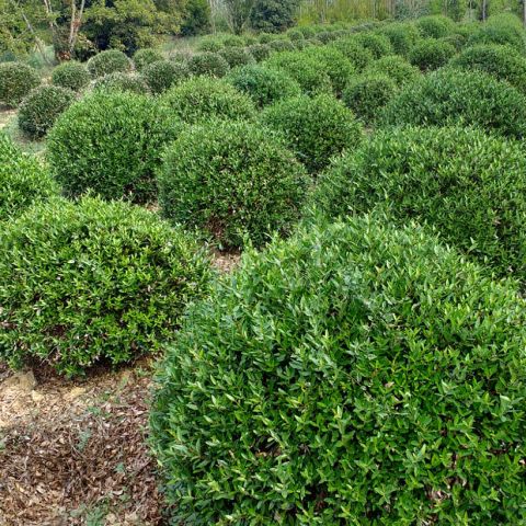 Phillyrea angustifolia Green Ball - Very compact narrow-leaved filaria ...