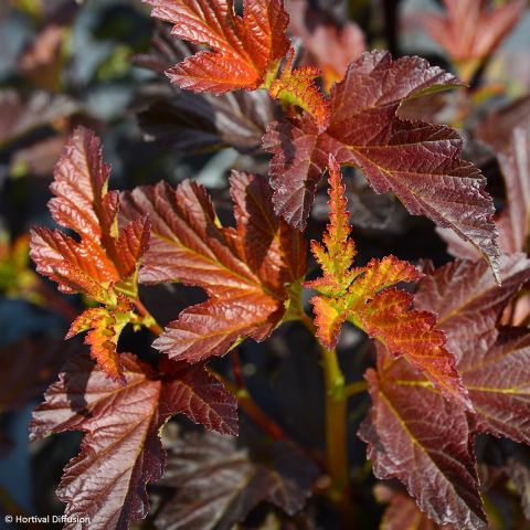 Physocarpus opulifolius 'Black Light' - Bush with almost black leaves ...