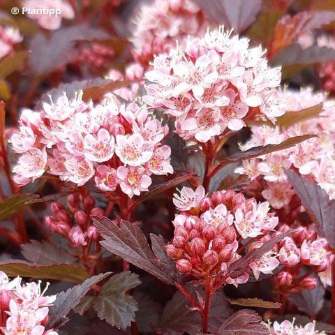 Physocarpus opulifolius Little Joker 'Hoogi021' - Dwarf Ninebark with ...