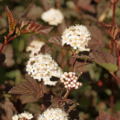 Physocarpus Opulifolius 'perspectiva' - Copper-leaved Ninebark